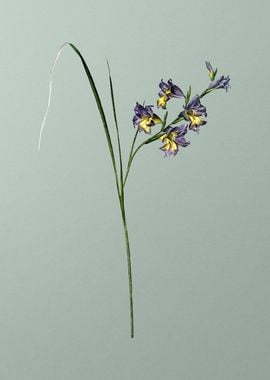 Gladiolus Ringens on Green