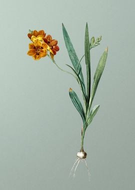 Ixia Miniata on Green