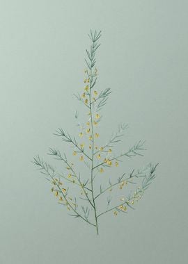 Sea Asparagus on Green