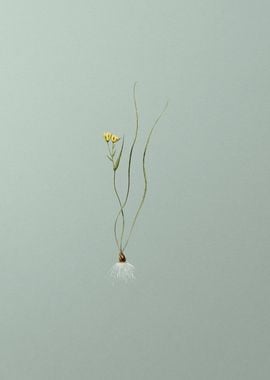 Ornithogalum Spathaceum