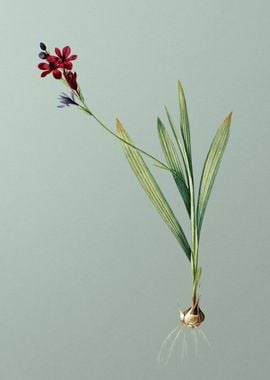 Gladiolus Mucronatus