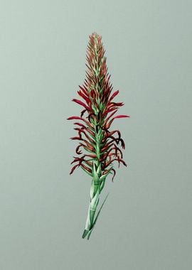 Pitcairnia Latifolia