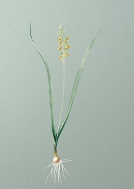 Lachenalia Pallida on Mint