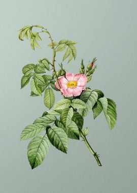 Blooming Apple Rose