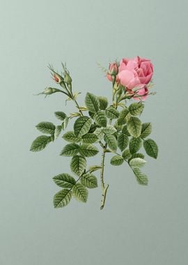 Dwarf Damask Rose on Green