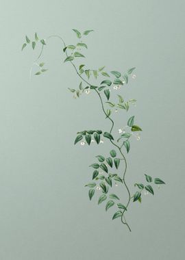 Bridal Creeper on Green