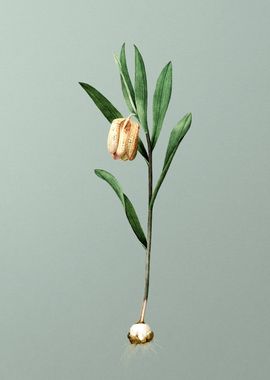 Fritillaria Latifolia