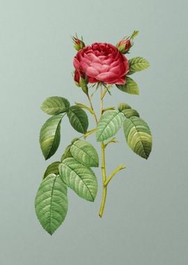 Red Gallic Rose on Green