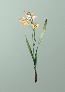 Gladiolus Cuspidatus