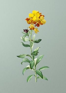 Yellow Wallflower Bloom