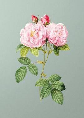 Italian Damask Rose