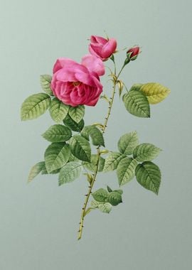 Pink Bourbon Roses on Mint