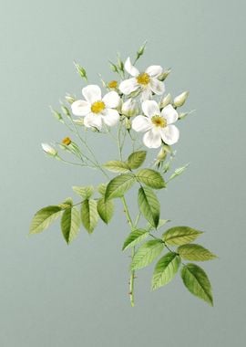 Blooming Musk Rose on Mint