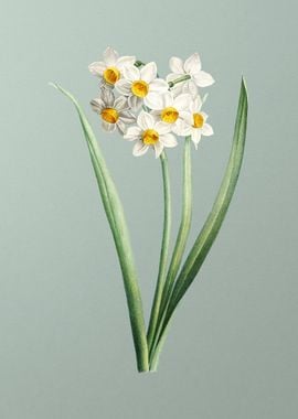 Narcissus Easter Flower