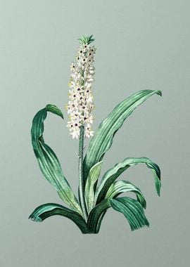 Eucomis Punctata