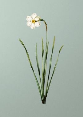 Narcissus Poeticus on Mint