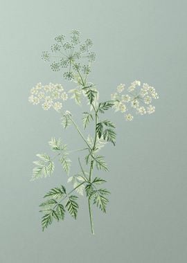 Hemlock Flowers on Green