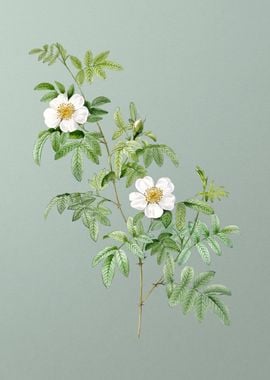 Blooming Musk Rose on Mint