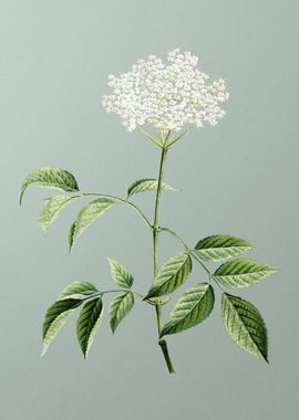 Blooming Elderflower Tree