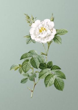 Blooming White Rose