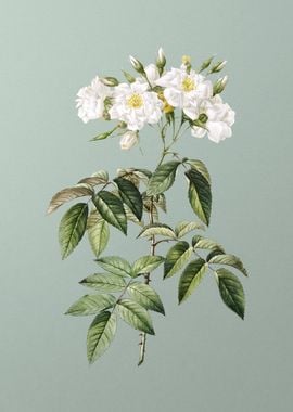 Blooming Musk Rose on Mint