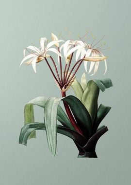 Crinum Erubescens