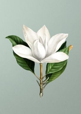 White Southern Magnolia