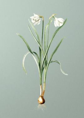 Narcissus Candidissimus