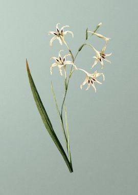 Gladiolus Cuspidatus