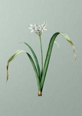 Small Flowered Pancratium