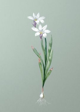 Ixia Liliago on Green