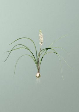 Lachenalia Angustifolia