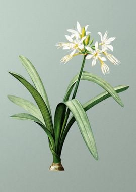 Pancratium Illyricum