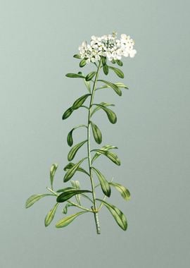 Small White Flowers