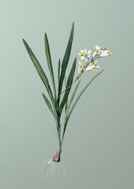 Gladiolus Xanthospilus