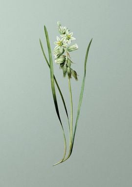 Drooping Star of Bethlehem