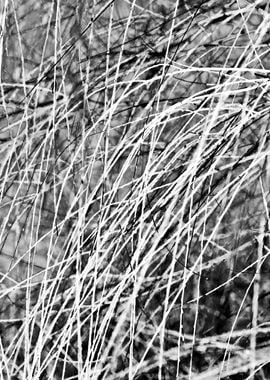 Abstract Willow Vertical