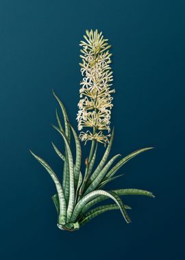 Snake Plant Florals