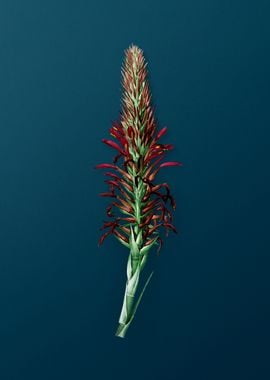 Pitcairnia Latifolia