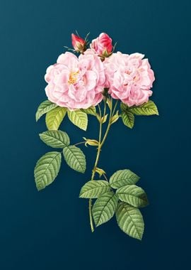 Italian Damask Rose