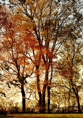 Tall autumn trees