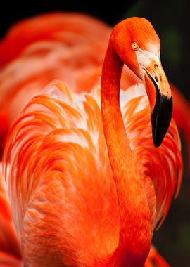 Flamingo Waterbird