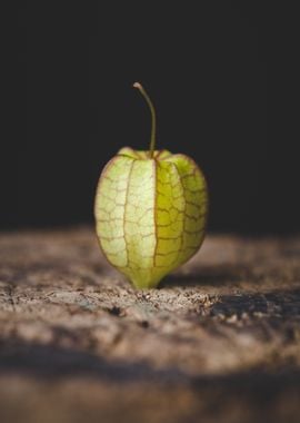 Ground Cherry