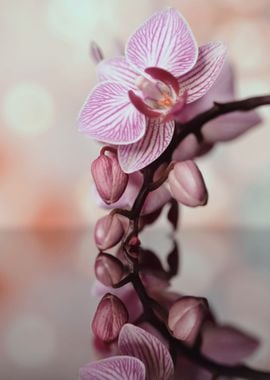 Orchidea flowers