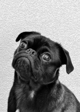 Concerned Pug