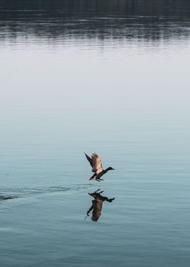 Goose Landing