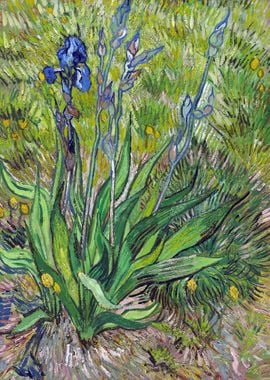 Vincent van Gogh Iris