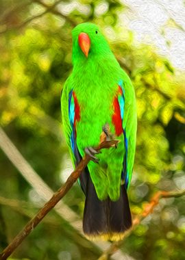 Happy Parrot