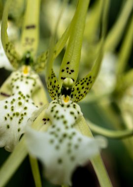 Exotic orchid flower