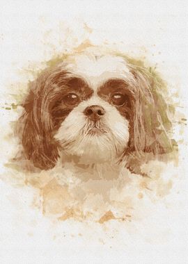 Shih Tzu 